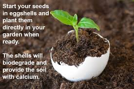 How To Grow Seeds In Eggshells For Better Plants Ehow Plants Garden Solutions Natural Fertilizer