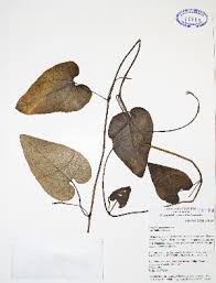 Image result for Aristolochia promissa