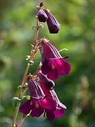 Select a variety below to get all the details, prices and see more photos. How To Grow Pentemon Raven Flowers For Butterflies Deer Resistant Plants Beautiful Flowers