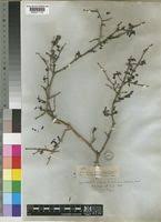 Image result for Zygophyllum cuneifolium
