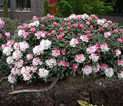Amazonsmile Mardi Gras Rhododendron Live Plants Trade Gallon Gateway Plants Season Plants Landscaping With Rocks