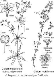 Image result for Galium