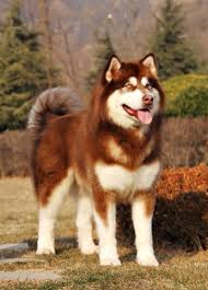 Alaskan malamute adalah salah satu ras anjing domestik terbesar yang sering bercampur dan bingung dengan siberian husky dan alaskan husky yang serupa, tetapi semuanya adalah ras yang sama sekali berbeda dengan penampilan yang cukup akrab. Malamute Dog Malamute Puppies Malamute Husky