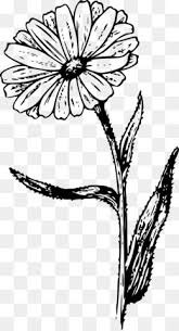 Select from 35754 printable coloring pages of cartoons, animals, nature, bible and many more. Marigold Coloring Page Png Mari The Marigold Coloring Page Cleanpng Kisspng