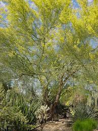Below are some smaller desert trees (maximum 20 feet tall by 20 feet wide) that are often overlooked but can make great additions to your landscape. Choosing The Right Tree For The Space Available Water Use It Wisely