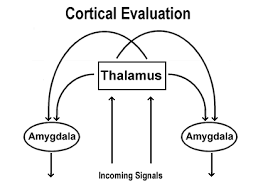 Image result for cortical evaluation