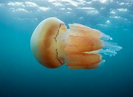 Image result for Jellyfish