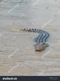 Saltwater Crocodile Swimming Slowly In The Murky Adelaide River System In Middle Point Northern Territory Au Saltwater Crocodile Crocodile Graphic Design Art