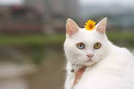 Miss Daisy, cute, graphy, white cat, kitty, flower, cat, daisy, sweet, HD  wallpaper