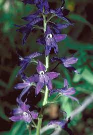 Delphinium Barbeyi Wikipedia