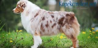 Avustralya Coban Kopegi Ozellikleri Nasil Bir Kopektir