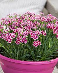We did not find results for: H Panemorfh Garyfallia Garden For All