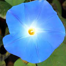 Morning Glory Flower Seeds Heavenly Blue In 2020 Morning Glory Flowers Morning Glory Vine Blue Morning Glory