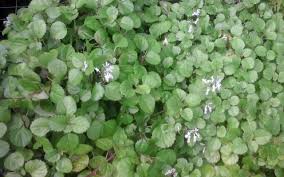 Image result for Plectranthus verticillatus