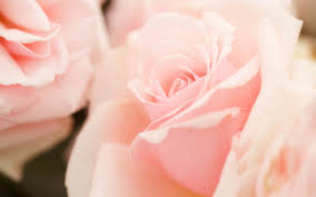 Magnolia flowers on pastel gray background. Light Pink Flowers Wallpaper 1920x1200 78284