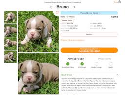 Located in the kansas city, missouri area. Boston Terrier Colors Explained Maggielovesorbit Com