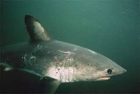 [males appear to reach a maximum size slightly smaller than females. Research Project For The 2006 Alaska Region National Ocean Sciences Bowl