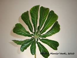 Image result for Cecropia pachystachya