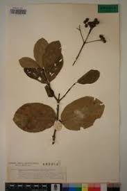 Image result for Crossopteryx febrifuga