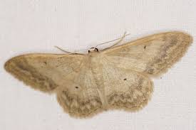 Image result for Idaea biselata