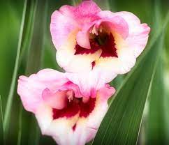 Gladiolus Flower Meaning Best Flower Wallpaper