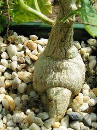 Image result for Kedrostis leloja