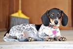 What Is a Piebald Dachshund? | Cuteness