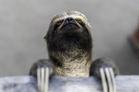 Your funny animals stock images are ready. 50 Funny Animal Pictures Cute Photos Of Wild Animals