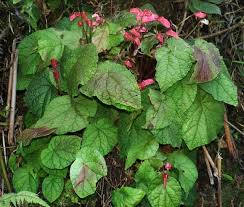 Image result for Begonia poculifera