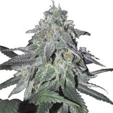 Maybe you would like to learn more about one of these? Chronic Widow Ilgm Strain Info Growdiaries