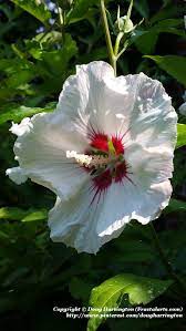 Hibiscus Althea In My Garden These Are Great Shrubs That Start To Bloom At This Time Of Year Hardy Down To About Z Flowers Dinosaur Garden Hibiscus
