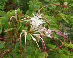 Image result for Albizia petersiana