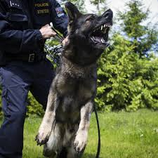 Check spelling or type a new query. Czech Mates Why So Many Of The Best Police Dogs Hail From Overseas