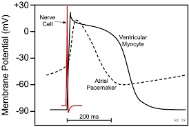This topic review will discuss pa. Cv Physiology Action Potentials