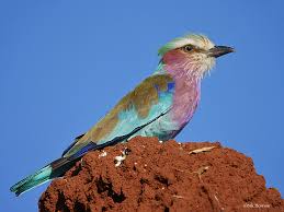 Check spelling or type a new query. Lilac Breasted Roller Isafiri