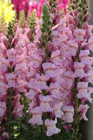 Pin On Snapdragon Fun To Grow