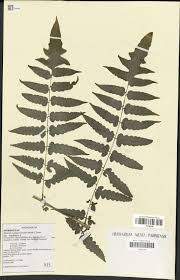 Image result for Blotiella