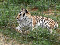 Zoo)—a notorious roadside attraction in oklahoma made famous by the netflix series tiger king—be relinquished to carole baskin's big cat. Tiger Picture Of Wisconsin Big Cat Rescue Rock Springs Tripadvisor