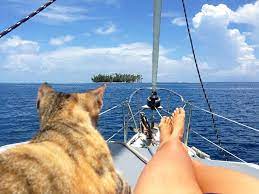 Imgur Adventure Cat Sailing Women Sailing