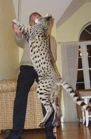 F3savannahcat.com is your #1 resource for everything related to savannah cats! Pin On Animal Love