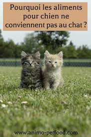 Differences Entre Aliments Pour Chats Et Aliments Pour Chiens Chat Chien Animaux De Compagnie