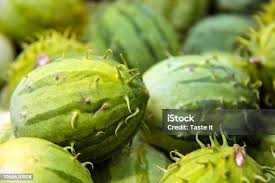 Image result for Cucumis engleri