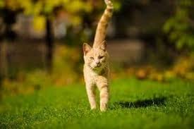 Cats use their tail movements, along with their eyes, ears, and body postures, to communicate. Can Cats Break Their Tail Dealing With Fractures Faqcats Com
