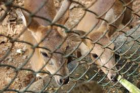 Sanjay Gandhi National Park | Flickr