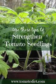 Pinch off the lowest sets of leaves. Strengthen A Growing Tomato Plant To Prepare It For The Home Garden Tomato Seedlings Growing Tomato Plants When To Plant Tomatoes