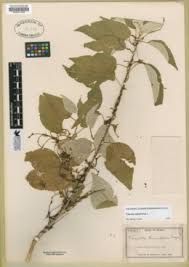 Image result for Cuscuta kilimanjari