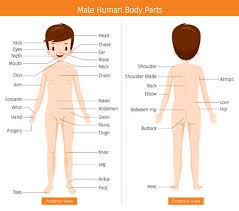 Learn tamil through english with simple. External Organs Stock Photos And Images 123rf