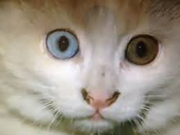 Van Kedisi Kittens Cats Animals