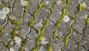 Eliminer La Mousse Sur Une Terrasse Nettoyer Terrasse Nettoyage Terrasse Et Desherbant Naturel