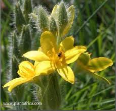Image result for Hypoxis nyasica